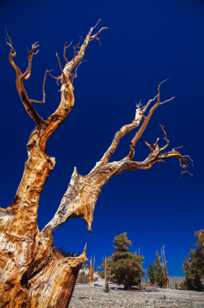 Bristlecone Pine, Patriarch Grove-3887